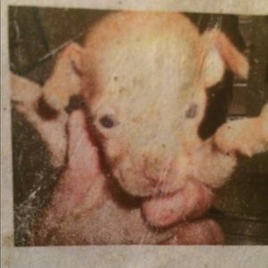 Meet your Posher, Rosie